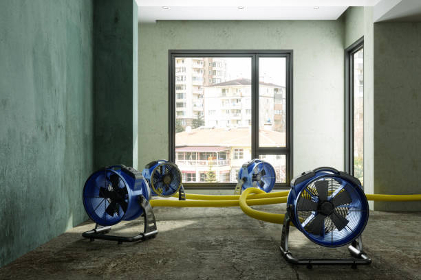 Best Basement water damage restoration  in South Hill, VA